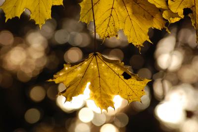 Прикрепленное изображение: 0519s.jpg